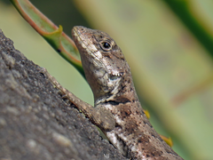 Tropidurus torquatus