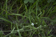 Stellaria palustris