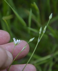 Stellaria palustris