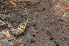Entomobrya triangularis
