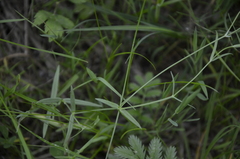 Stellaria palustris