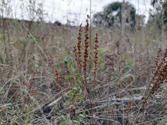 Veronica prostrata