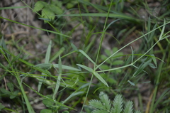 Stellaria palustris