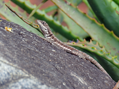 Tropidurus torquatus