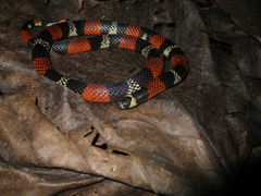 Atractus latifrons