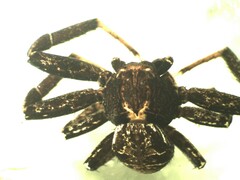 Xysticus acerbus