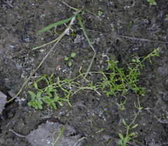 Callitriche cophocarpa