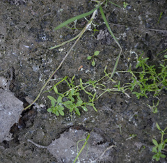 Callitriche cophocarpa