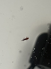 Insecta