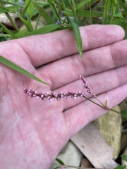 Persicaria longiseta