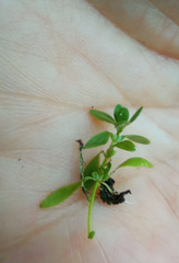 Callitriche cophocarpa