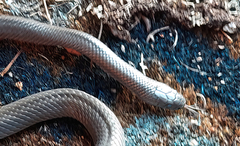 Cryptophis nigrescens