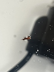 Insecta