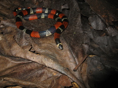 Atractus latifrons
