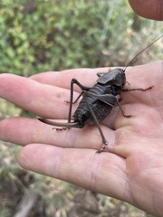 Anabrus simplex