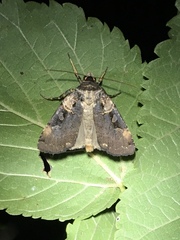 Pseudohermonassa bicarnea