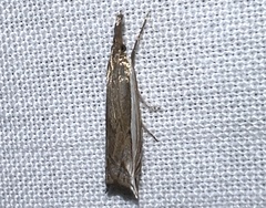Raphiptera argillaceellus