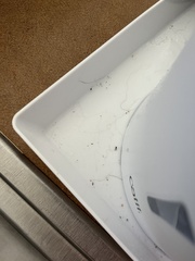 Insecta