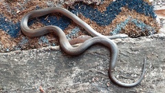 Cryptophis nigrescens