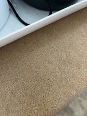 Insecta