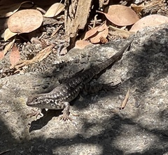 Sceloporus graciosus