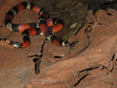 Atractus latifrons