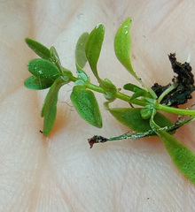 Callitriche cophocarpa