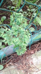 Euphorbia peplus
