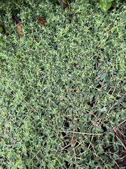 Euphorbia maculata