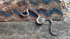 Cryptophis nigrescens