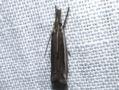 Raphiptera argillaceellus