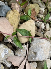 Persicaria longiseta