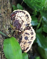 Earliella