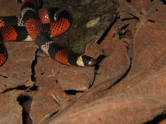 Atractus latifrons