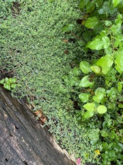 Euphorbia maculata