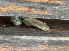 Noctuidae