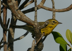 Setophaga discolor