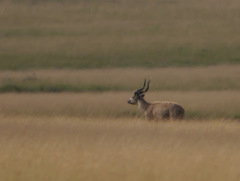Tragelaphus spekii