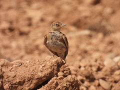 Calandrella brachydactyla