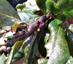 Disholcaspis quercusvirens