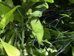Trichonephila edulis