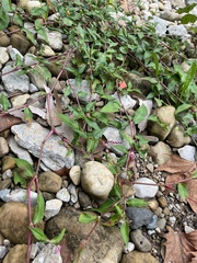 Persicaria longiseta