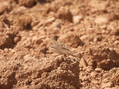 Calandrella brachydactyla