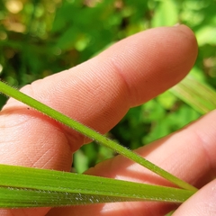 Bromus ciliatus