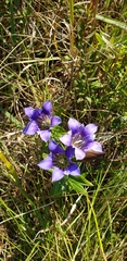 Gentiana puberulenta