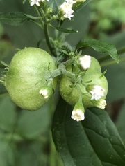 Schizomyia eupatoriflorae