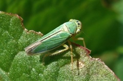 Cicadella viridis