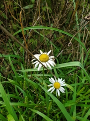 Tripleurospermum inodorum