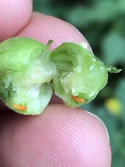 Schizomyia eupatoriflorae