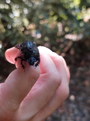 Geotrupes stercorarius